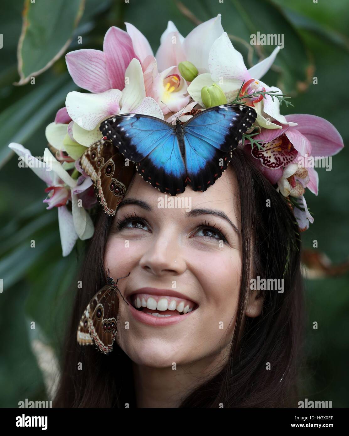 Modello Jessie può Smart con un blu morfo e gufo gigante farfalle durante un photocall per RHS Wisley giardino di farfalle in The Glasshouse mostra a Woking, Surrey. Foto Stock