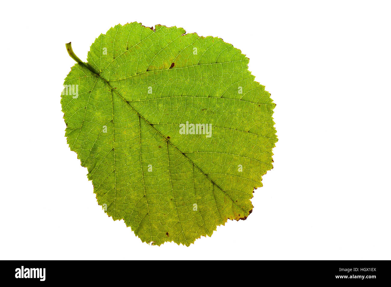 Comune di nocciolo Corylus avellana singola lamina su lightbox Ringwood Hampshire REGNO UNITO Inghilterra Ottobre 2015 Foto Stock