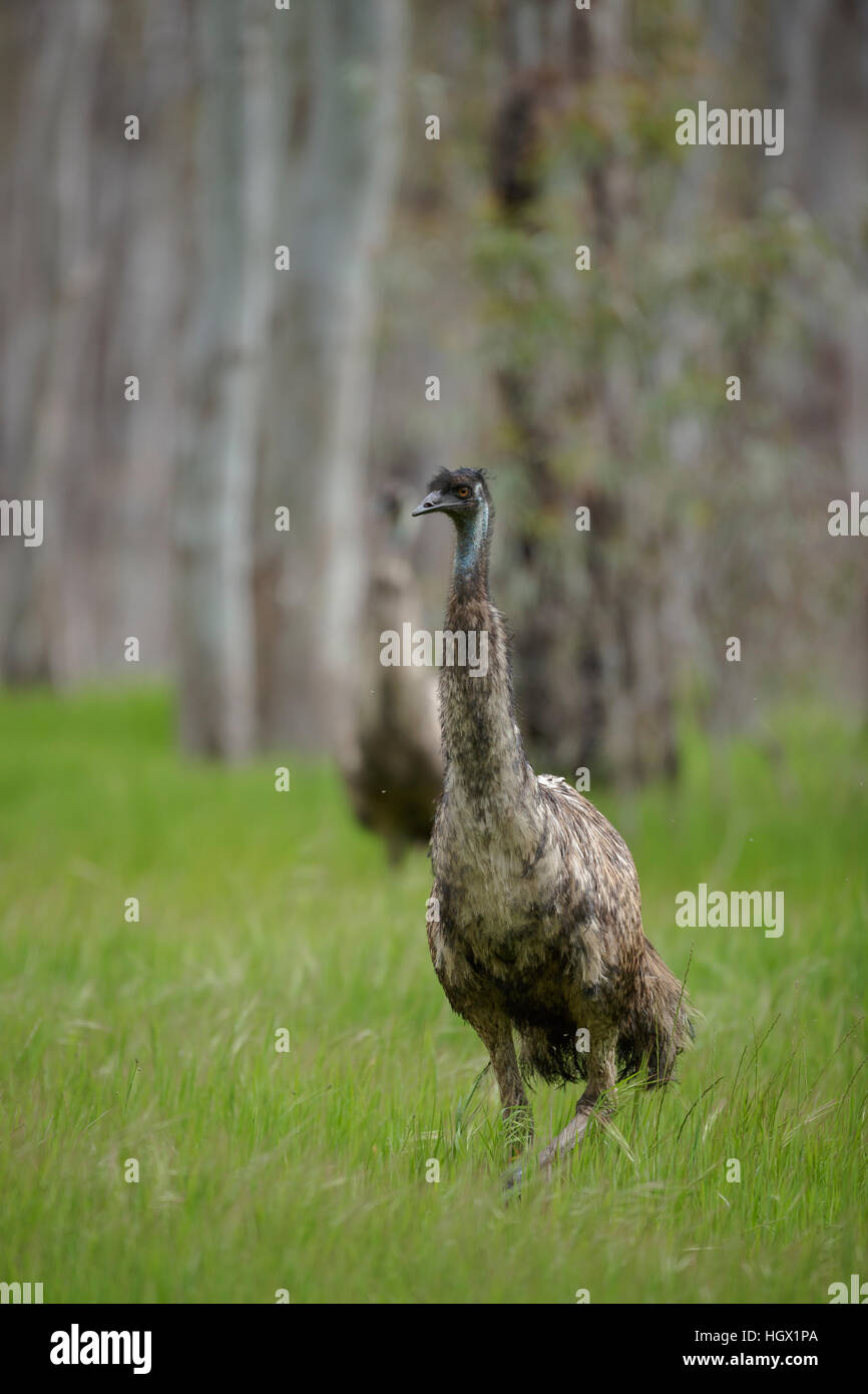 Emu (Dromaius novaehollandiae) - Australia Foto Stock
