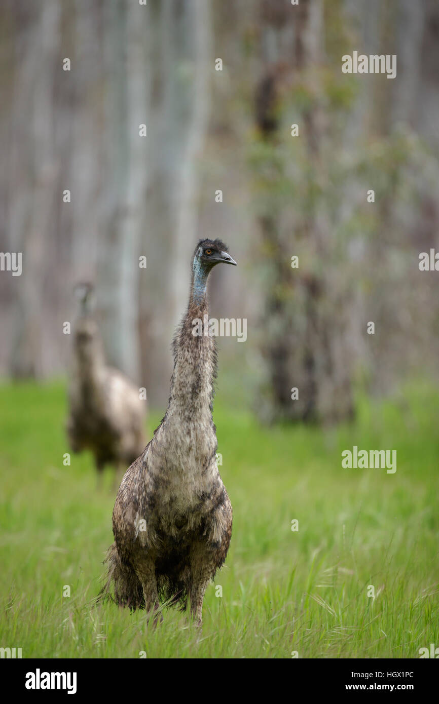 Emu (Dromaius novaehollandiae) - Australia Foto Stock