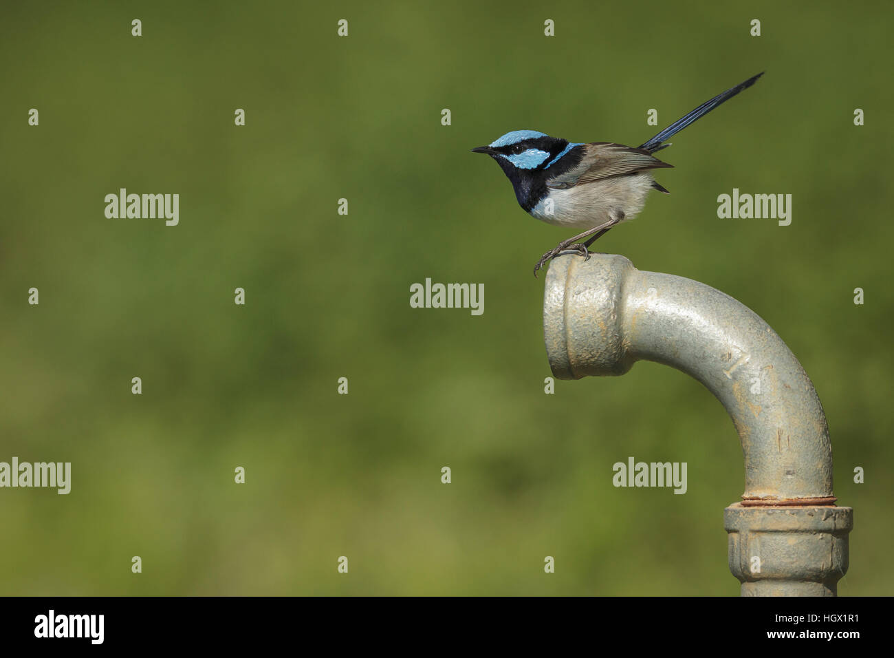 Superbo maschio fata Wren (blu Wren) - Australia Foto Stock