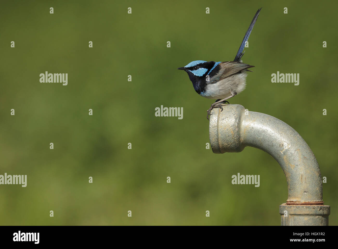 Superbo maschio fata Wren (blu Wren) - Australia Foto Stock