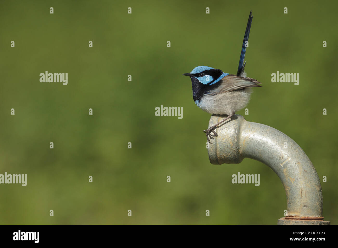 Superbo maschio fata Wren (blu Wren) - Australia Foto Stock