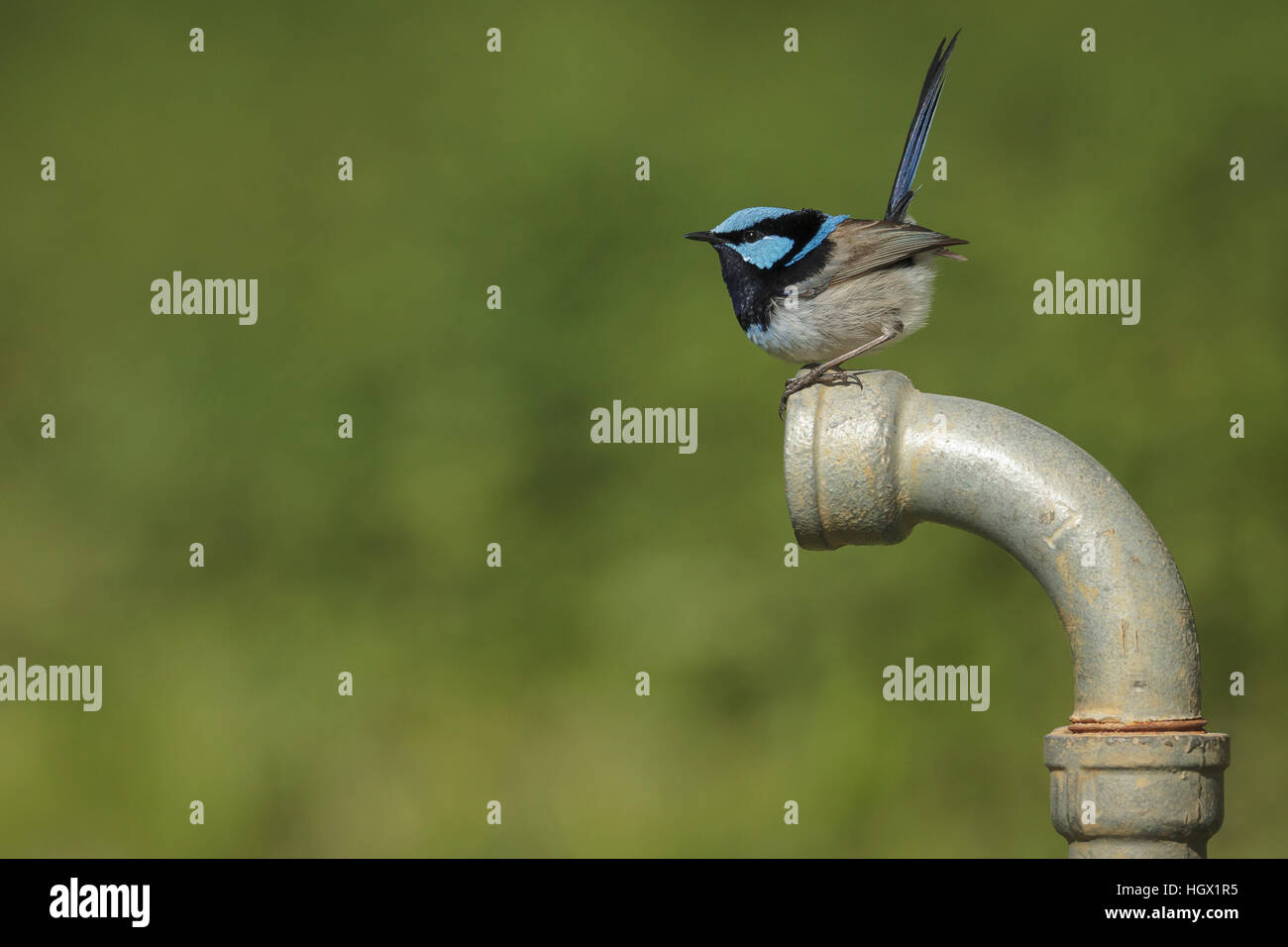 Superbo maschio fata Wren (blu Wren) - Australia Foto Stock