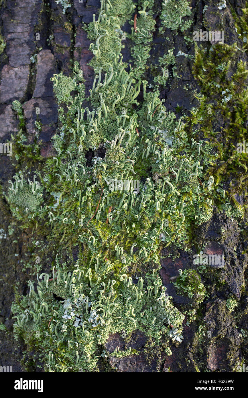 Diverse specie di licheni (o.a. Pixie Cup, Cladonia sp.) sulla corteccia di albero, Alblasserdam, South Holland, Paesi Bassi Foto Stock
