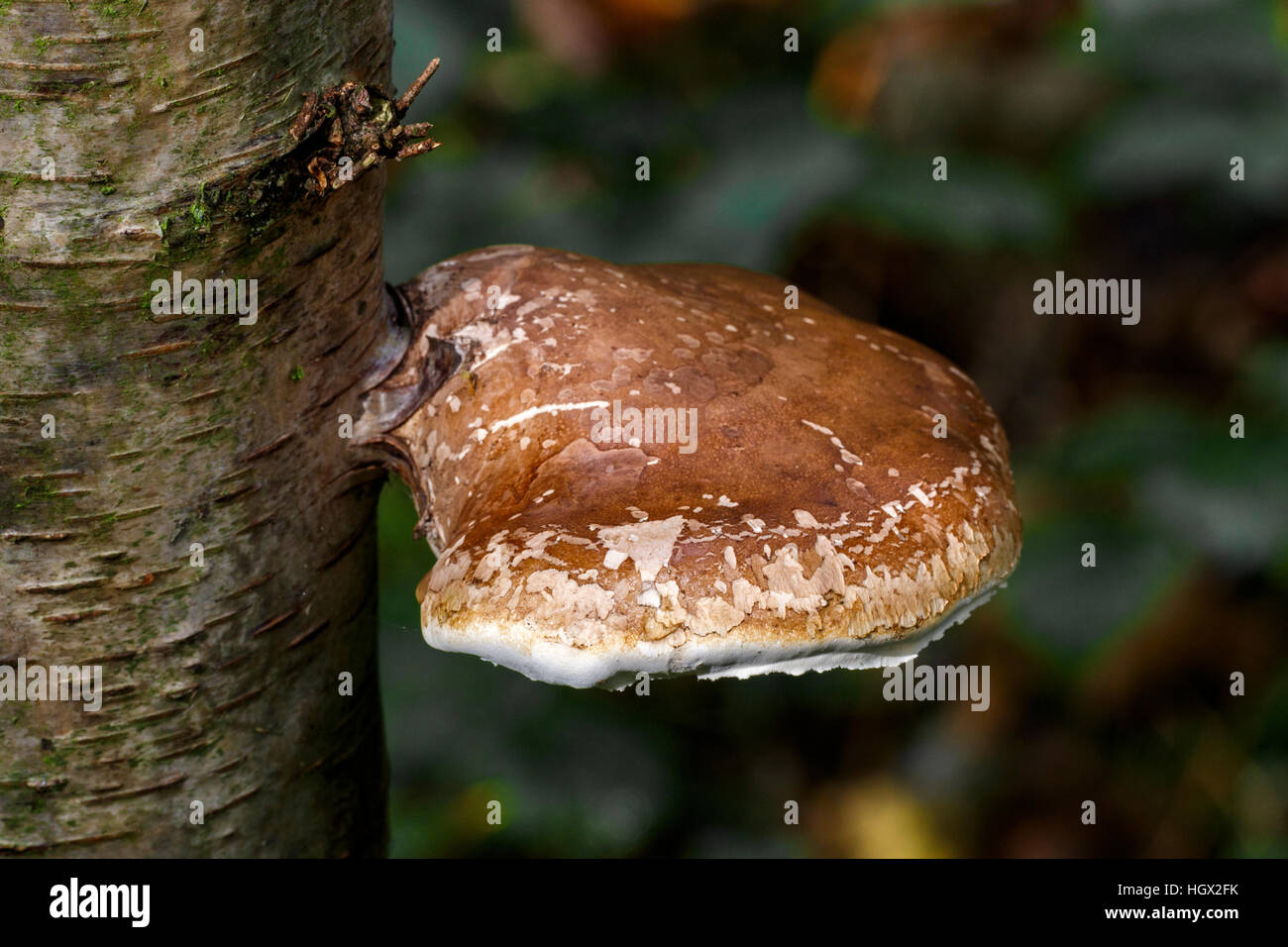 Staffa di betulla (rasoio Strop) Piptoporus betulinus corpo fruttifero di argento Betulla tronco di albero Foto Stock