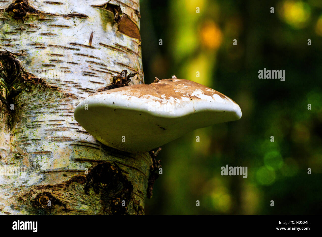 Staffa di betulla (rasoio Strop) Piptoporus betulinus corpo fruttifero di argento Betulla tronco di albero Foto Stock