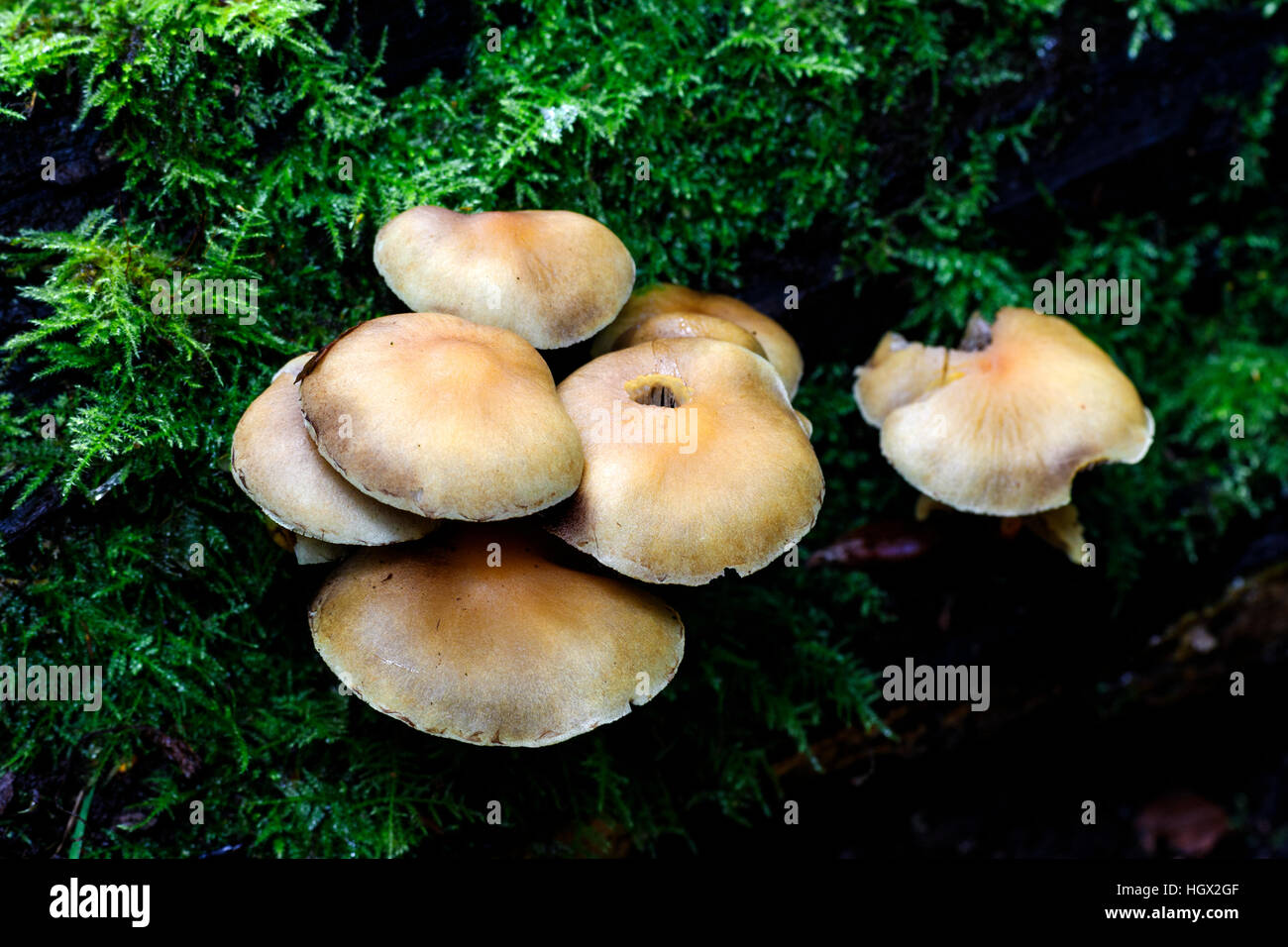 Ciuffo di zolfo Hypholoma fasiculare crescente sul muschio coperto caduti morti tronco di albero Foto Stock