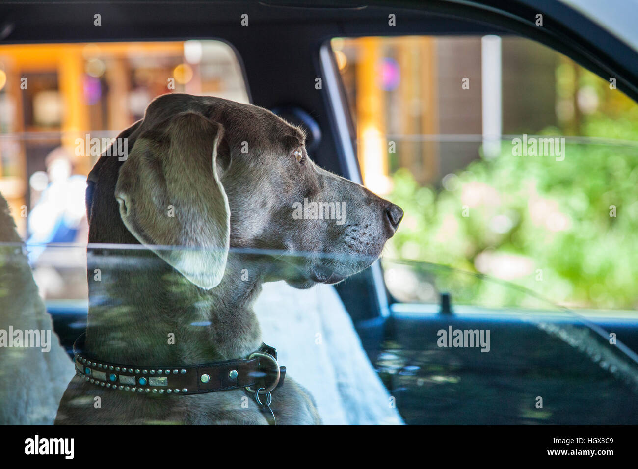 La refrigerazione del cane nel sedile del passeggero Foto Stock