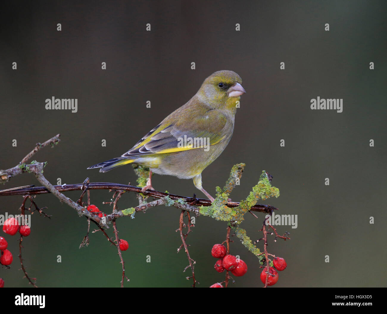 Verdone, Carduelis chloris, Shropshire confini Foto Stock