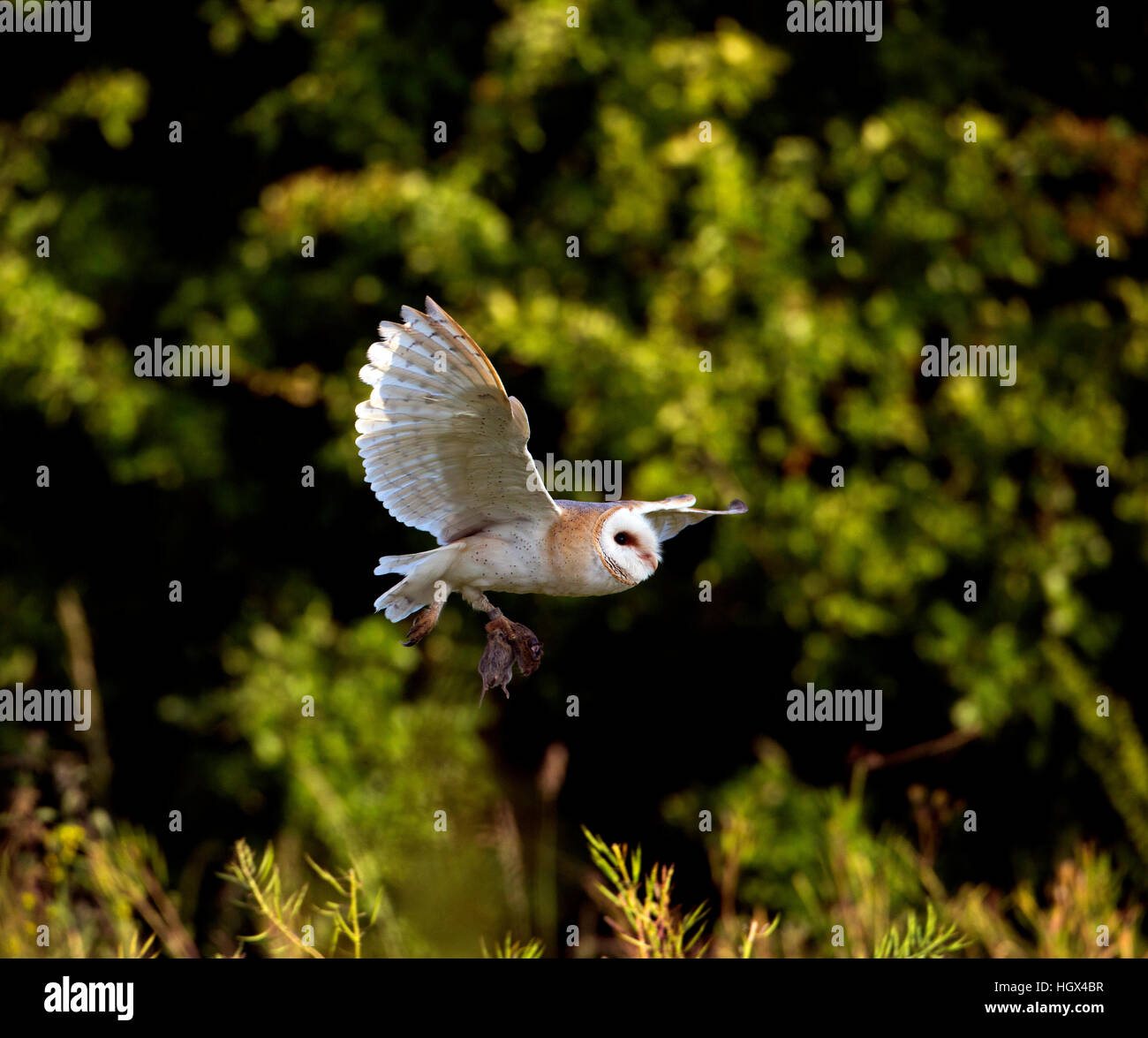 Il barbagianni (Tyto alba) in volo con la preda Foto Stock