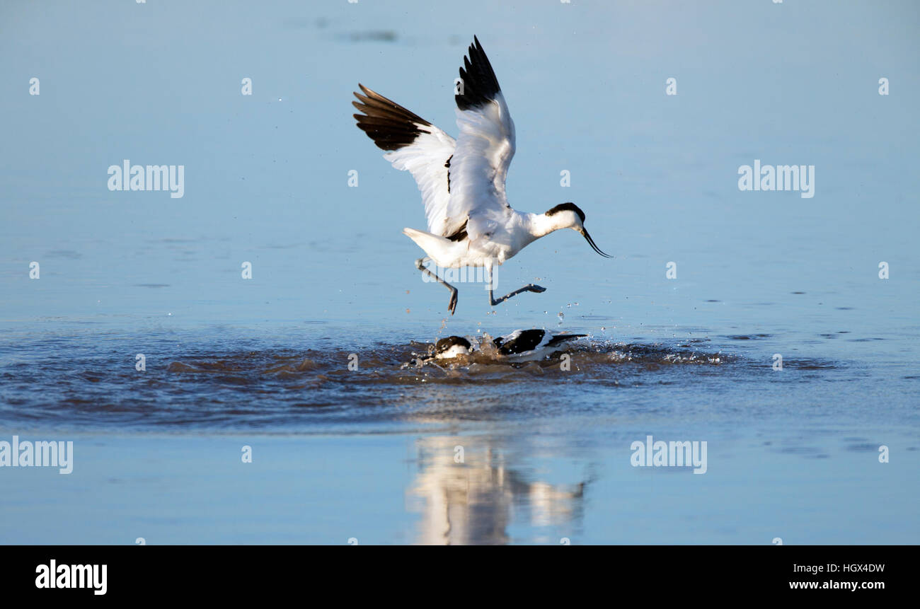 2 Avocette Recurvirostra avosetta in acqua, combattere. Uno è a metà in aria stampigliatura sull'altro cercando di annegare. Avocette élégante. Säbelschnäbler Foto Stock