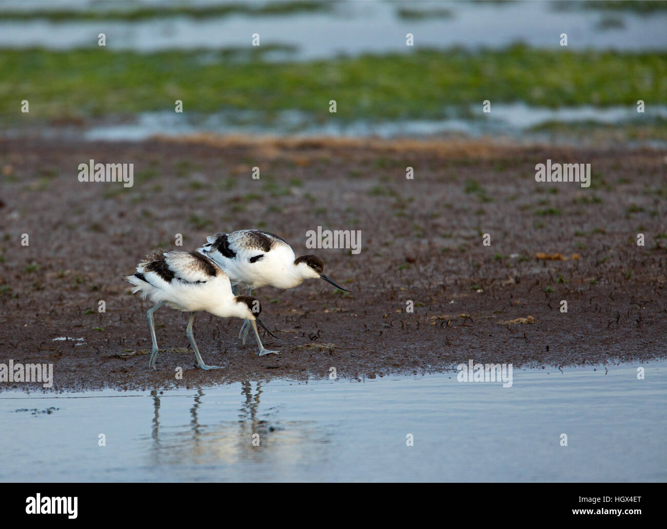 2 capretti avocette (Recurvirostra avosetta) alimentazione insieme sul bordo dell'acqua. Foto Stock