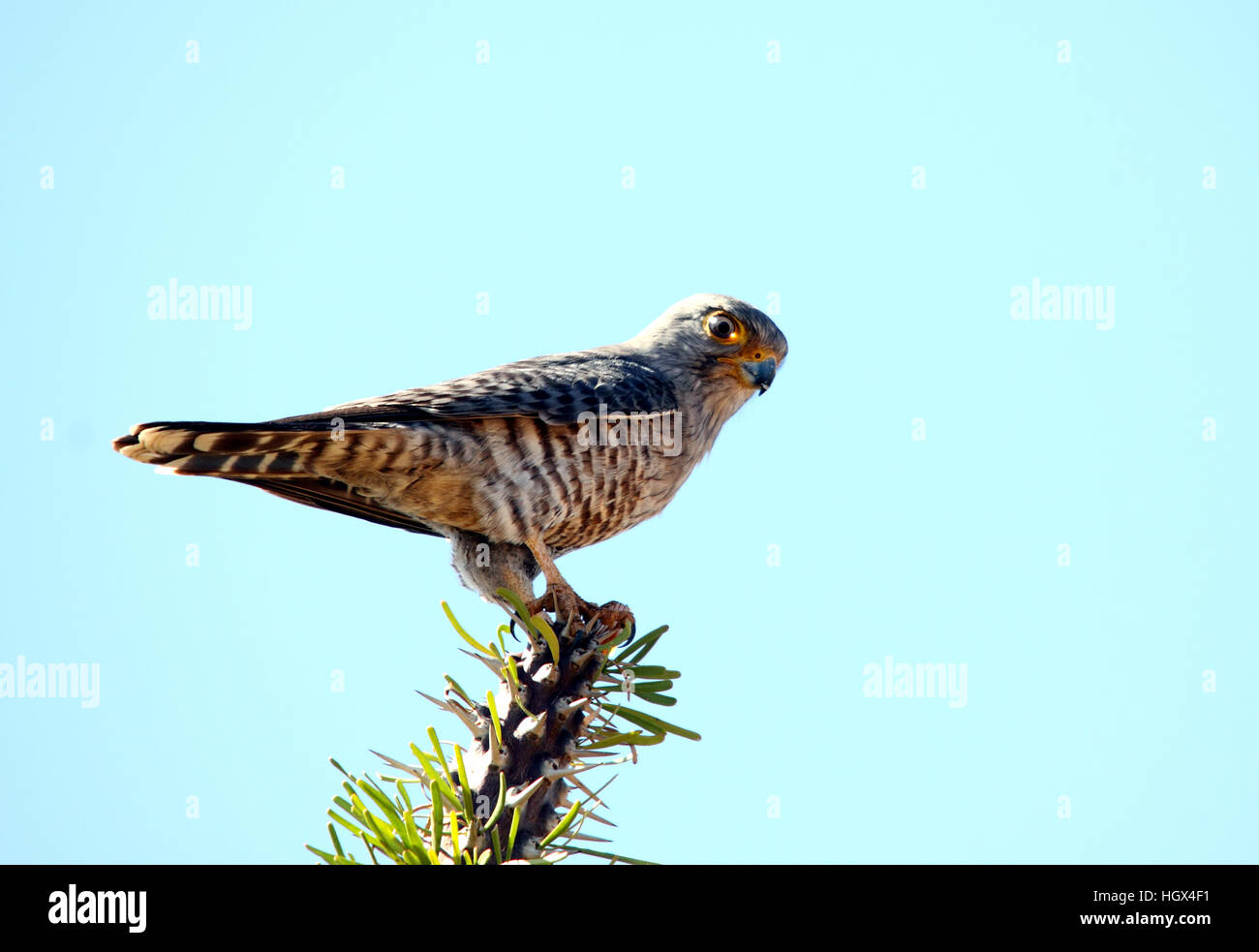 Gli uccelli rapaci, nastrati gheppio, Reniala Riserva Naturale, Madagascar Foto Stock