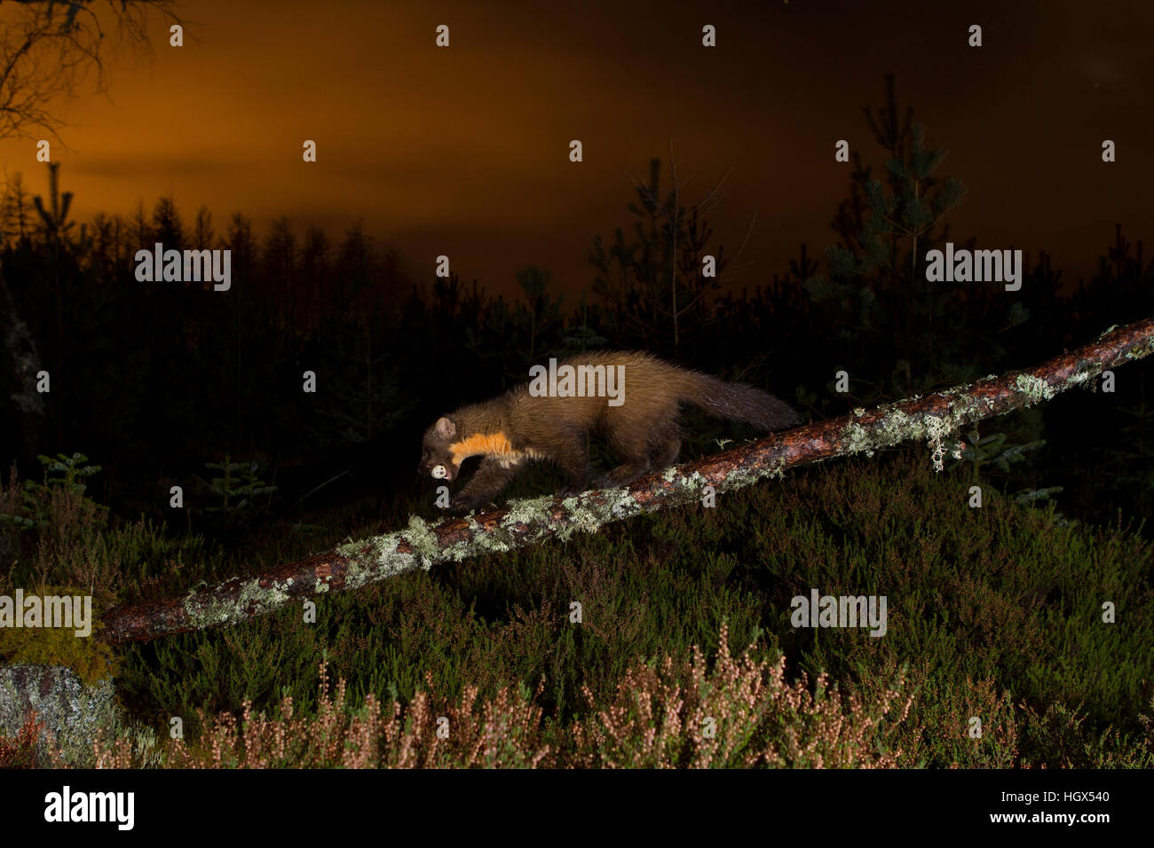 Martora (Martes martes) rovistando in Caledonian foresta di pini. Highlands scozzesi. Scozia Gran Bretagna. Europa Foto Stock