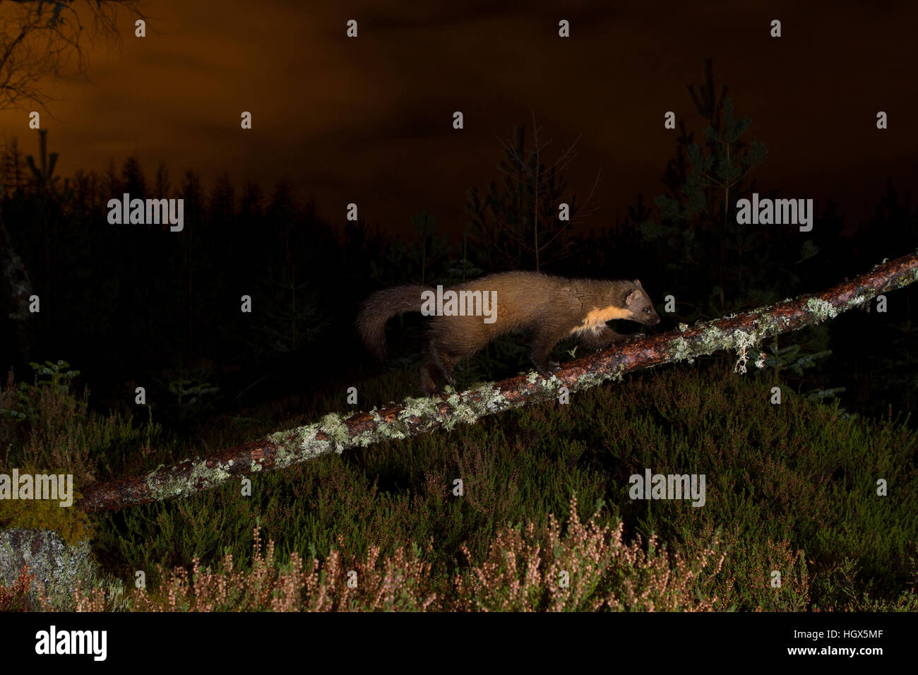 Martora (Martes martes) rovistando in Caledonian foresta di pini. Highlands scozzesi. Scozia Gran Bretagna. Europa Foto Stock