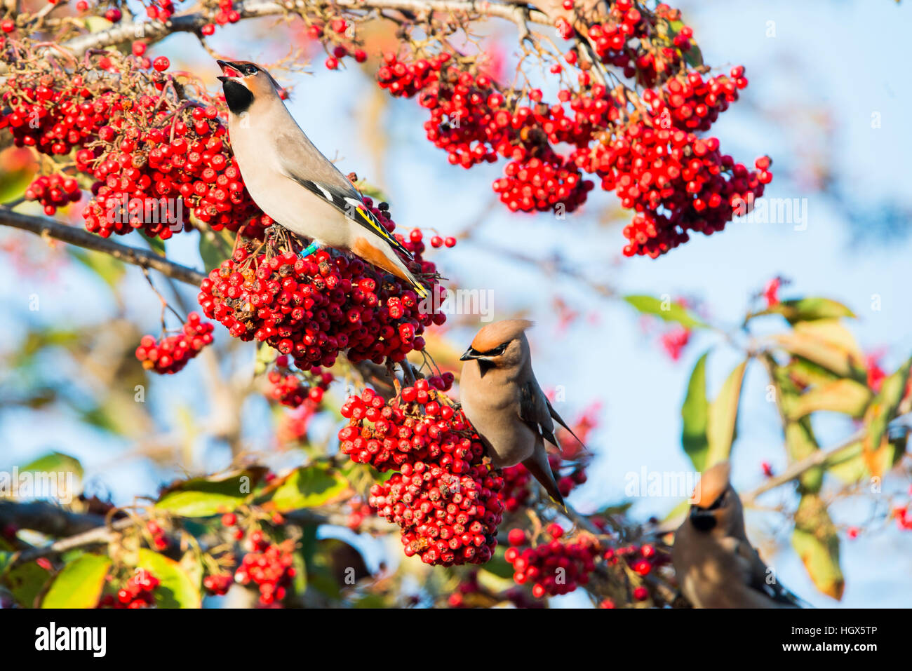 Alimentazione Waxwings Foto Stock