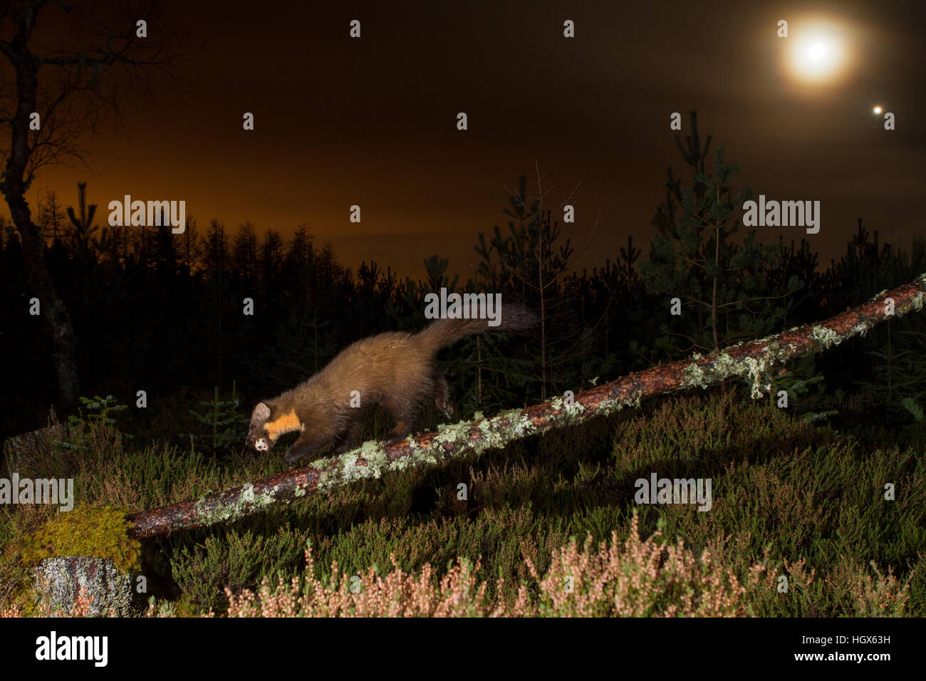 Martora (Martes martes) rovistando in Caledonian foresta di pini. Highlands scozzesi. Scozia Gran Bretagna. Europa Foto Stock