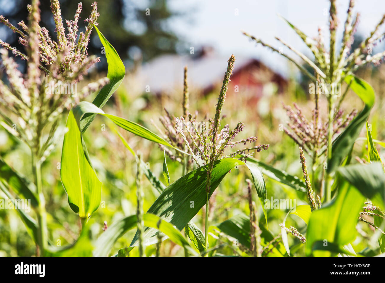 Gli stocchi mais e fienile al sostegno comunitario Agricoltura agriturismo, 47th Avenue Farm. Fattorie Luscher Park, città di Lake Oswego, Oregon, Stati Uniti d'America. Foto Stock