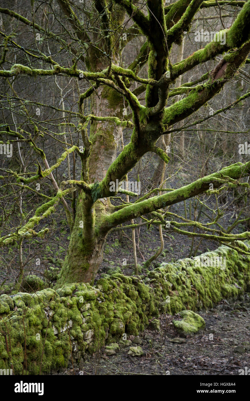 Regno Unito, Inghilterra, Derbyshire, Cressbrook Dale in inverno, coperte di muschio e struttura in pietra della parete a parete Foto Stock