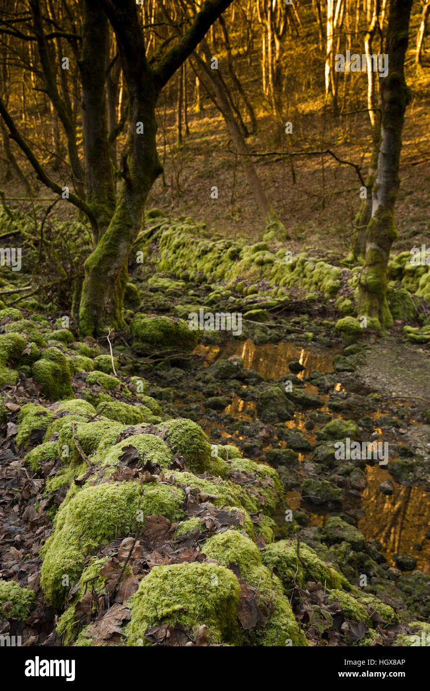 Regno Unito, Inghilterra, Derbyshire, Cressbrook Dale in inverno, parete di muschio e alberi accanto a stream Foto Stock