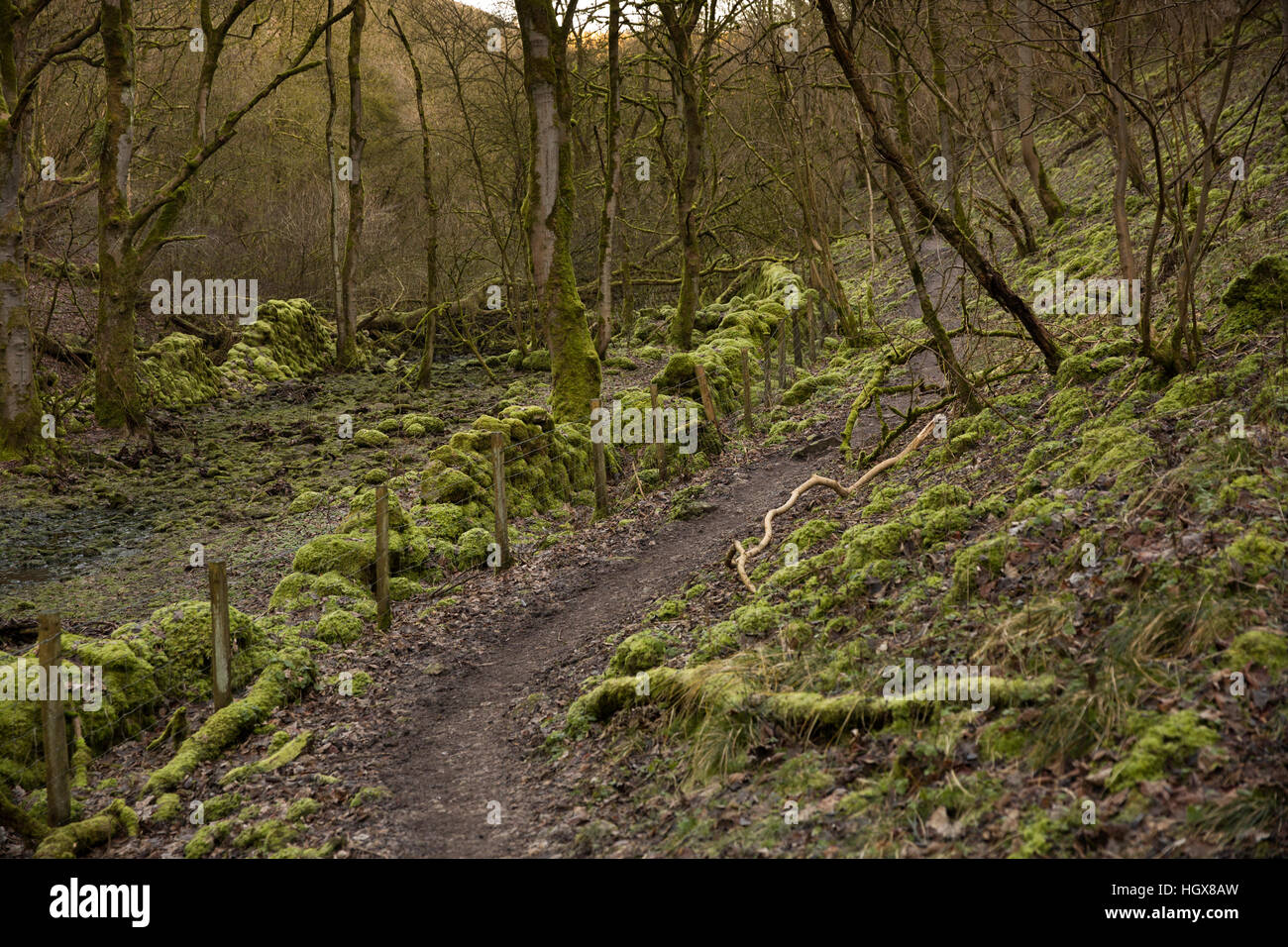 Regno Unito, Inghilterra, Derbyshire, Cressbrook Dale in inverno, il percorso attraverso le rocce di muschio e alberi accanto a stream Foto Stock
