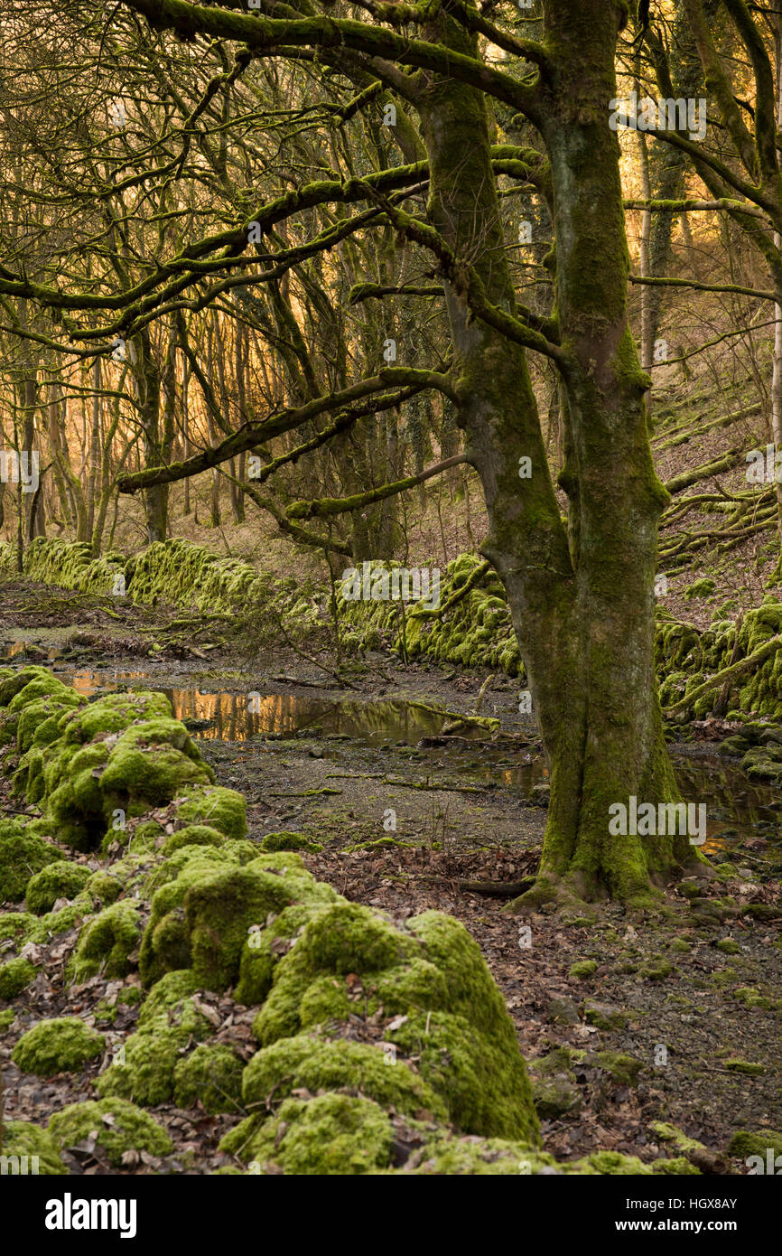 Regno Unito, Inghilterra, Derbyshire, Cressbrook Dale in inverno, parete di muschio e alberi accanto a stream Foto Stock