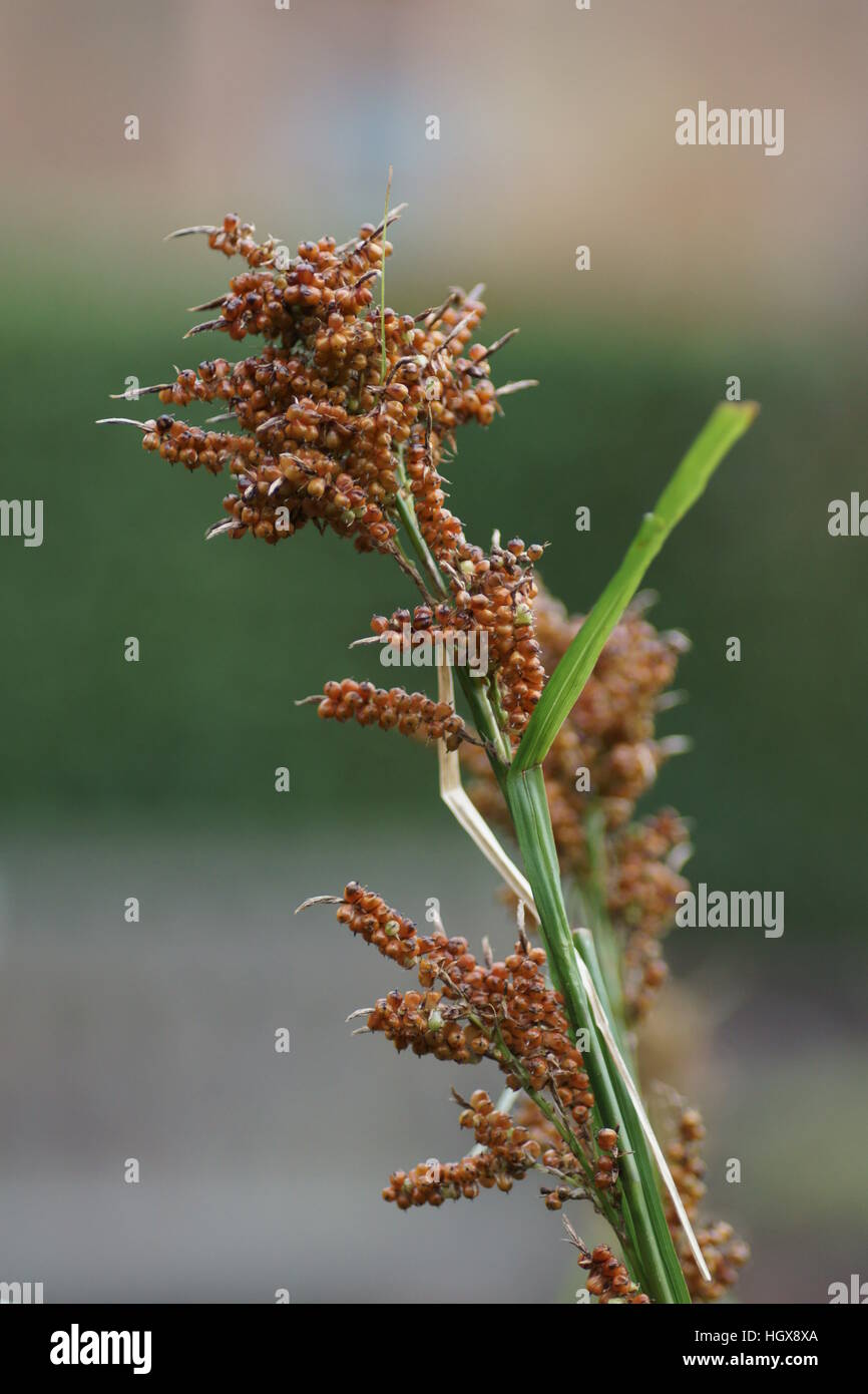 Carex baccans Foto Stock