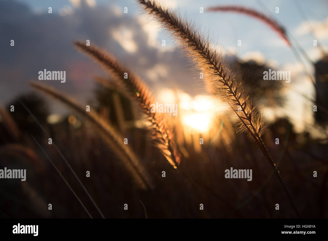 Campi dorati catturato in Florida Foto Stock