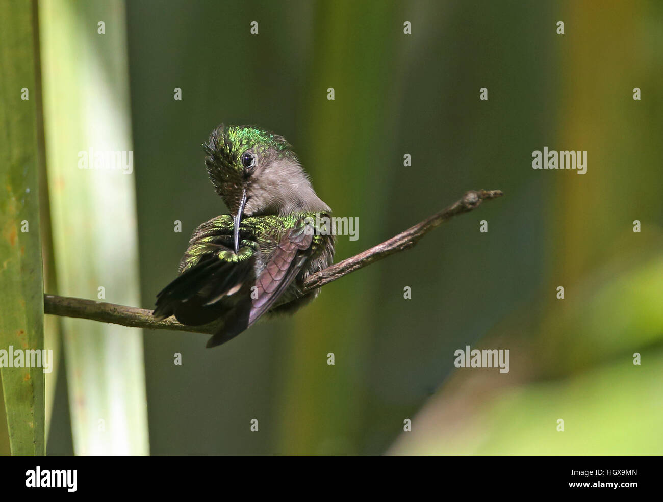 Antillean Crested Hummingbird (Orthorhyncus cristatus exilis) femmina adulta Fond Doux plantation, St Lucia, Antillesfeather minore Foto Stock