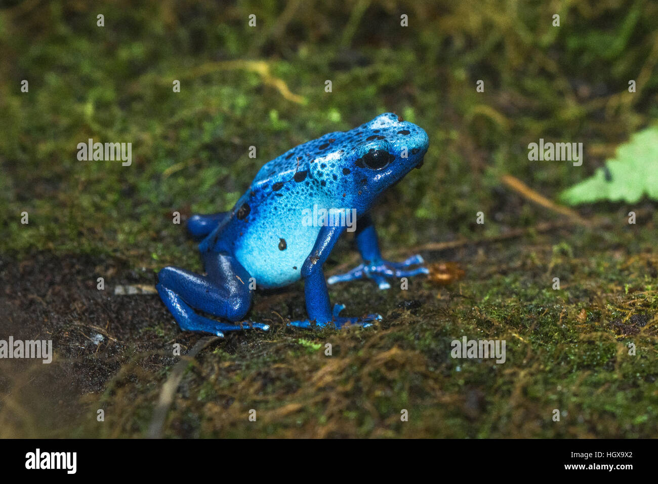 Blue poison dart (rana Dendrobates tinctorius 'azureus') - animali in cattività a vivere nella foresta pluviale, Berkshire, Regno Unito Foto Stock
