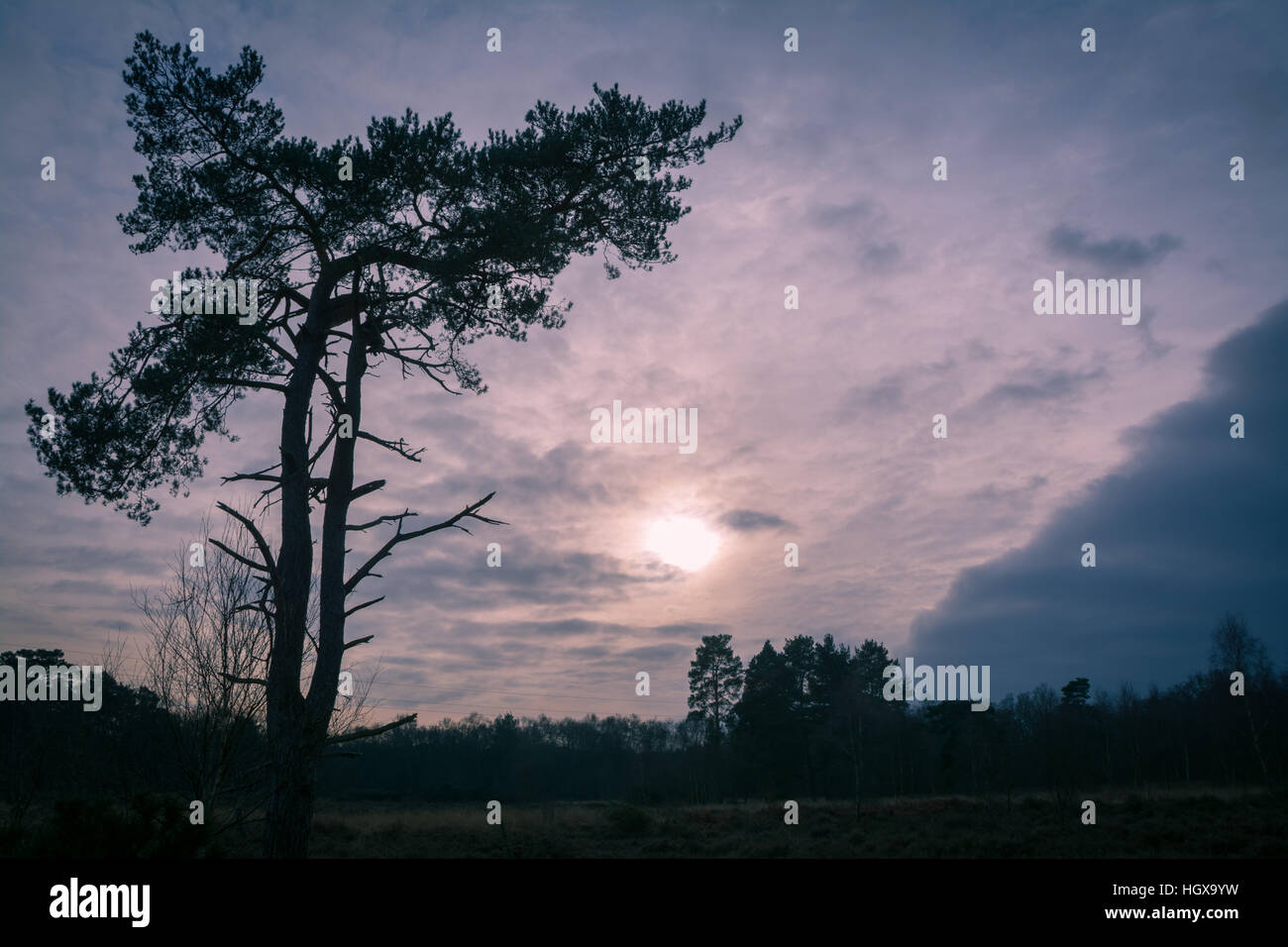 Sun andando verso il basso accanto a una grande scot pino nel Surrey, Regno Unito Foto Stock