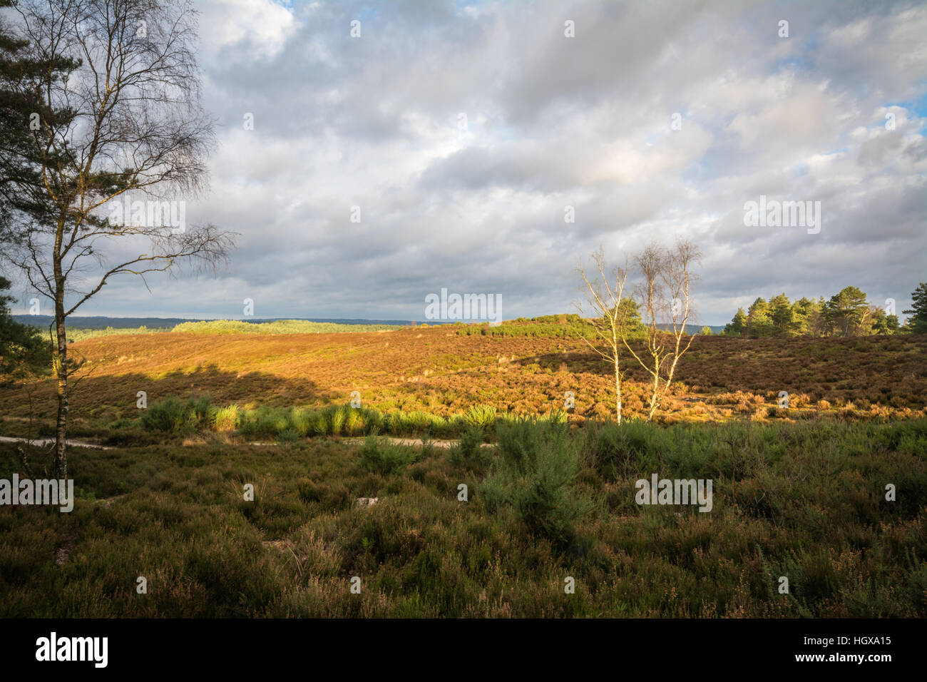 Vista sulla brughiera a Hankley comune, Surrey, Regno Unito, nel sole mattutino Foto Stock
