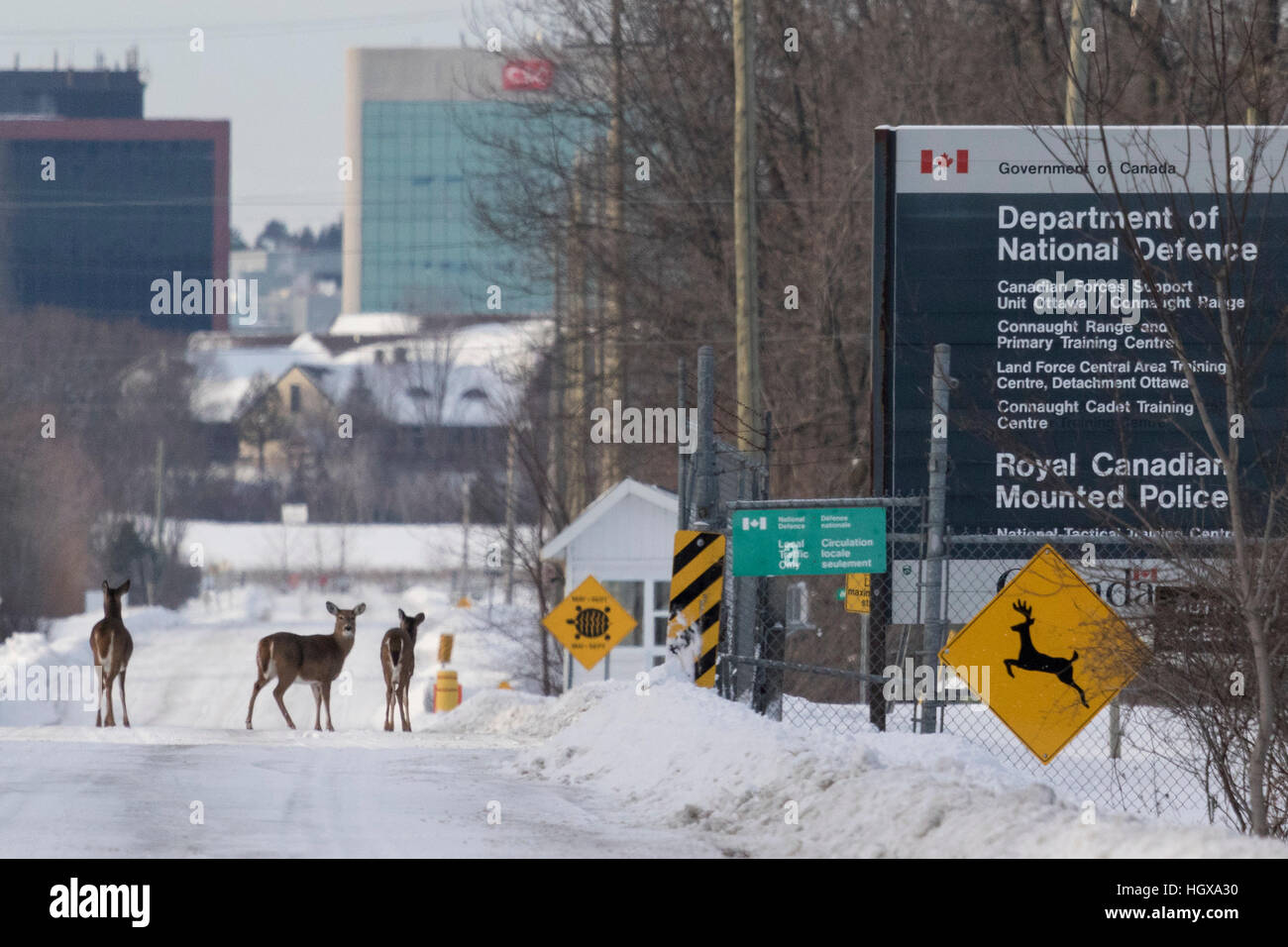 Tre caprioli immettere del Dipartimento della Difesa nazionale nella zona ovest di Ottawa Foto Stock