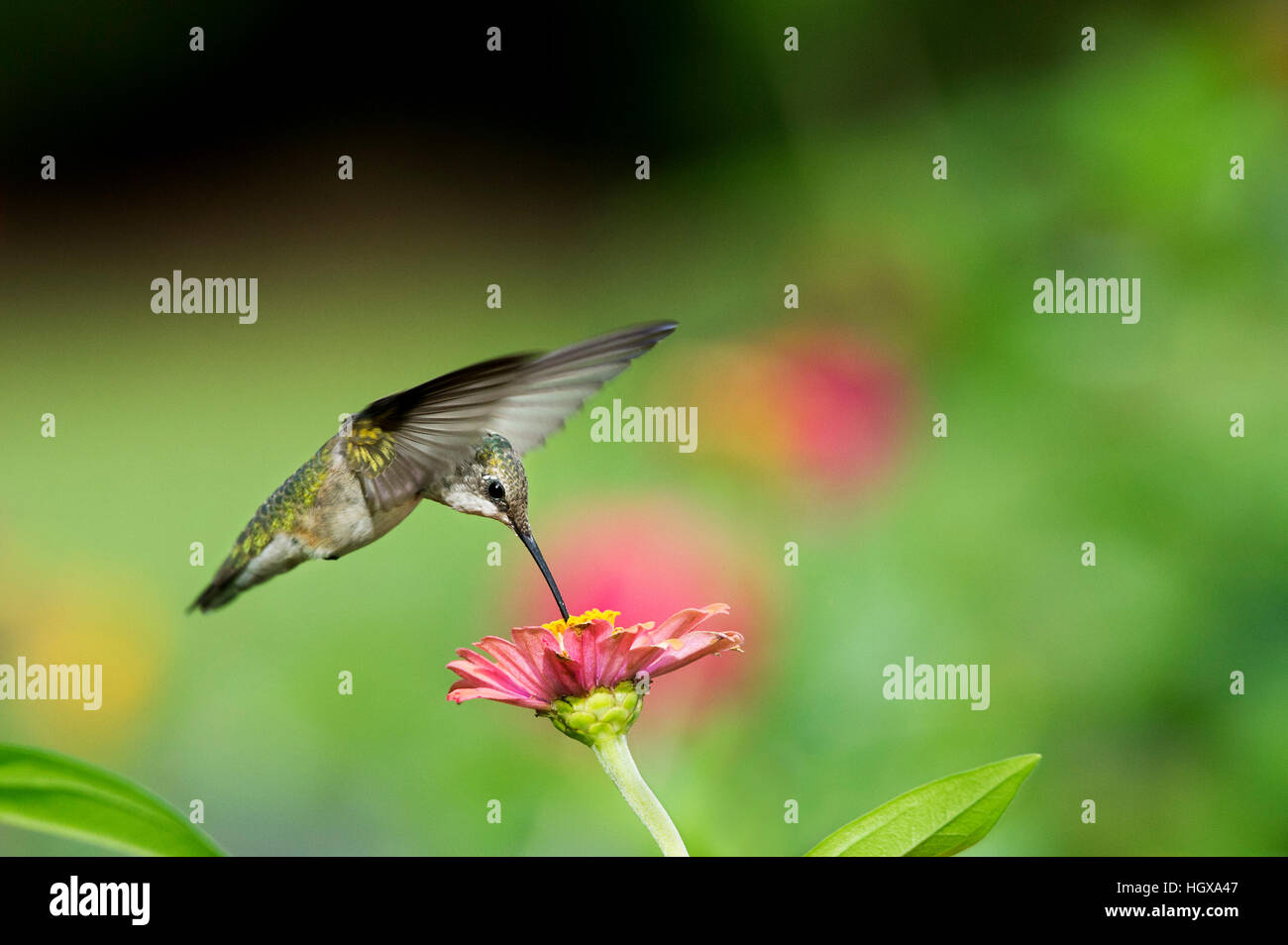 Una femmina di Ruby-throated Hummingbird feed di una Zinnia fiore nella parte anteriore di una dolce sfondo verde. Foto Stock