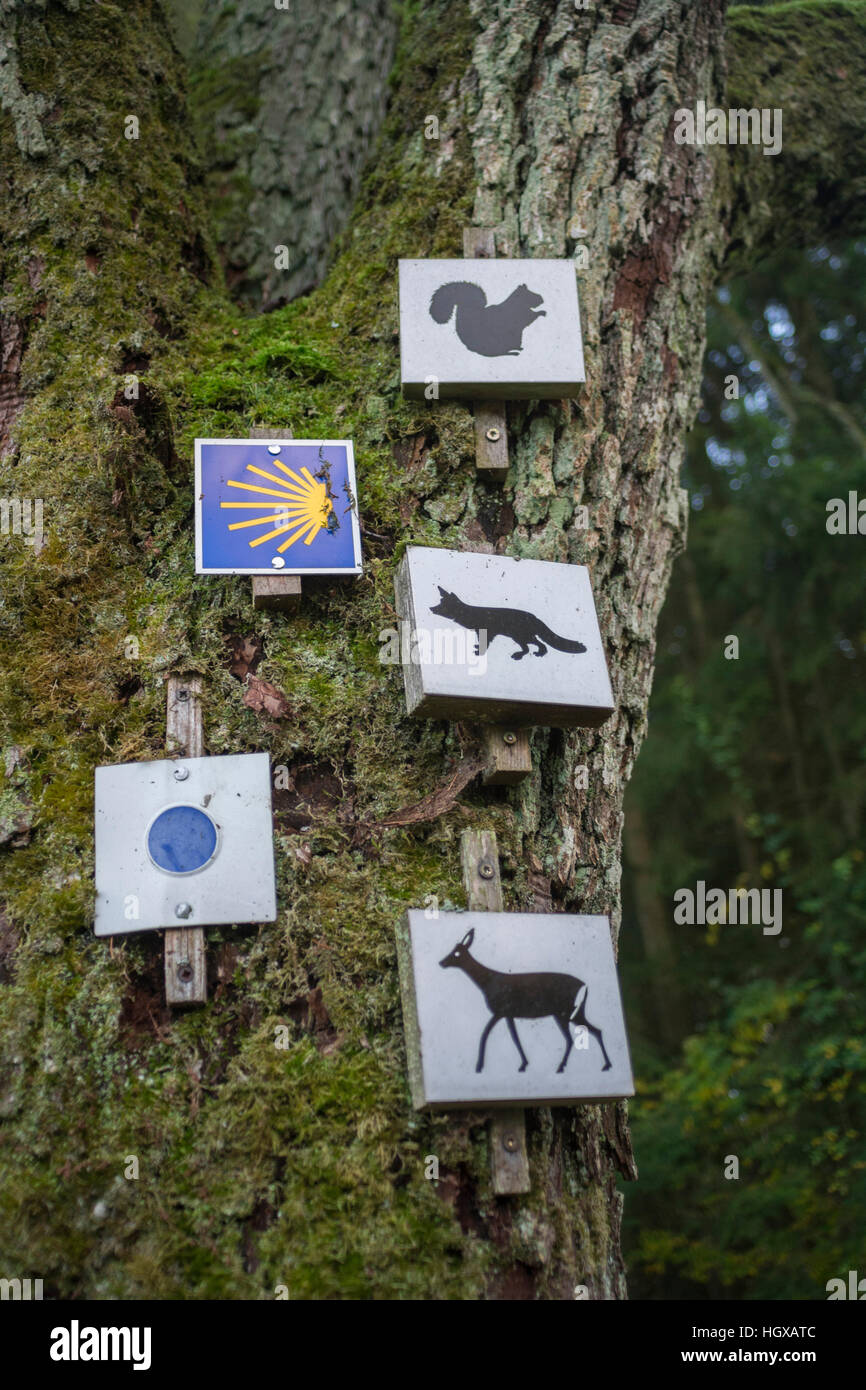 Segni di animali e il Cammino di Santiago segno, Rosengarten-Sanzenbach, Hohenlohe regione, Schwaebisch Hall, Swabian-Franconian foresta, Baden-Wuerttemberg, Germania Foto Stock