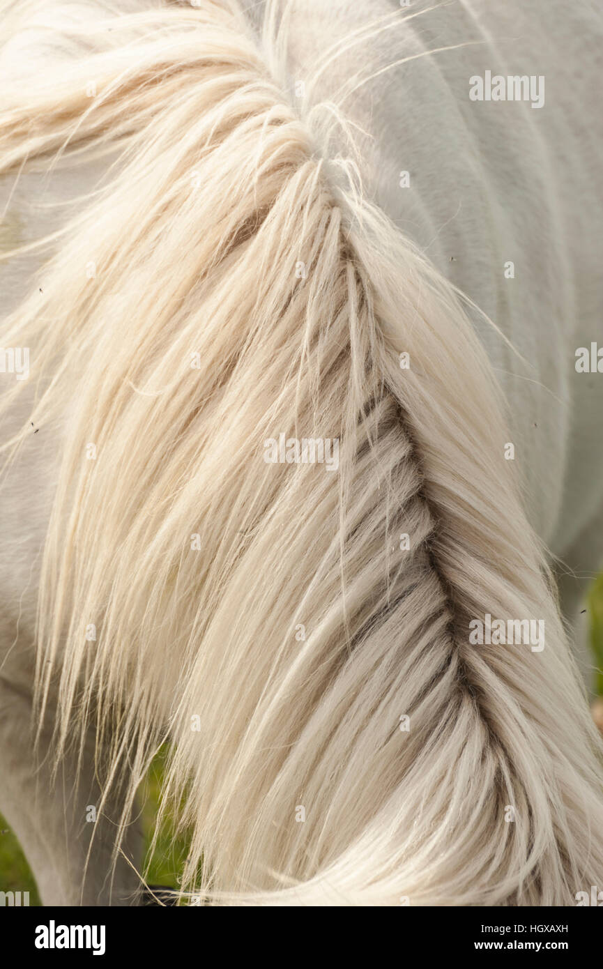 Close-up di un bianco cavallo islandese, Equus ferus caballus, mane. Foto Stock