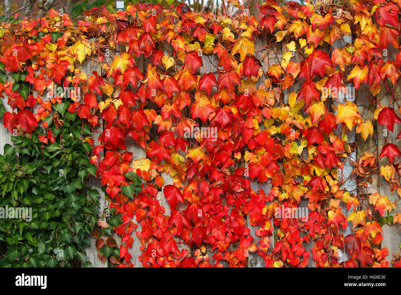 Wilder Wein auch Dreispitzige Jungfernrebe (Parthenocissus tricuspidata) und Efeu (Hedera helix) un einem Sichtschutzzaun, Schleswig-Holstein, Germania Foto Stock