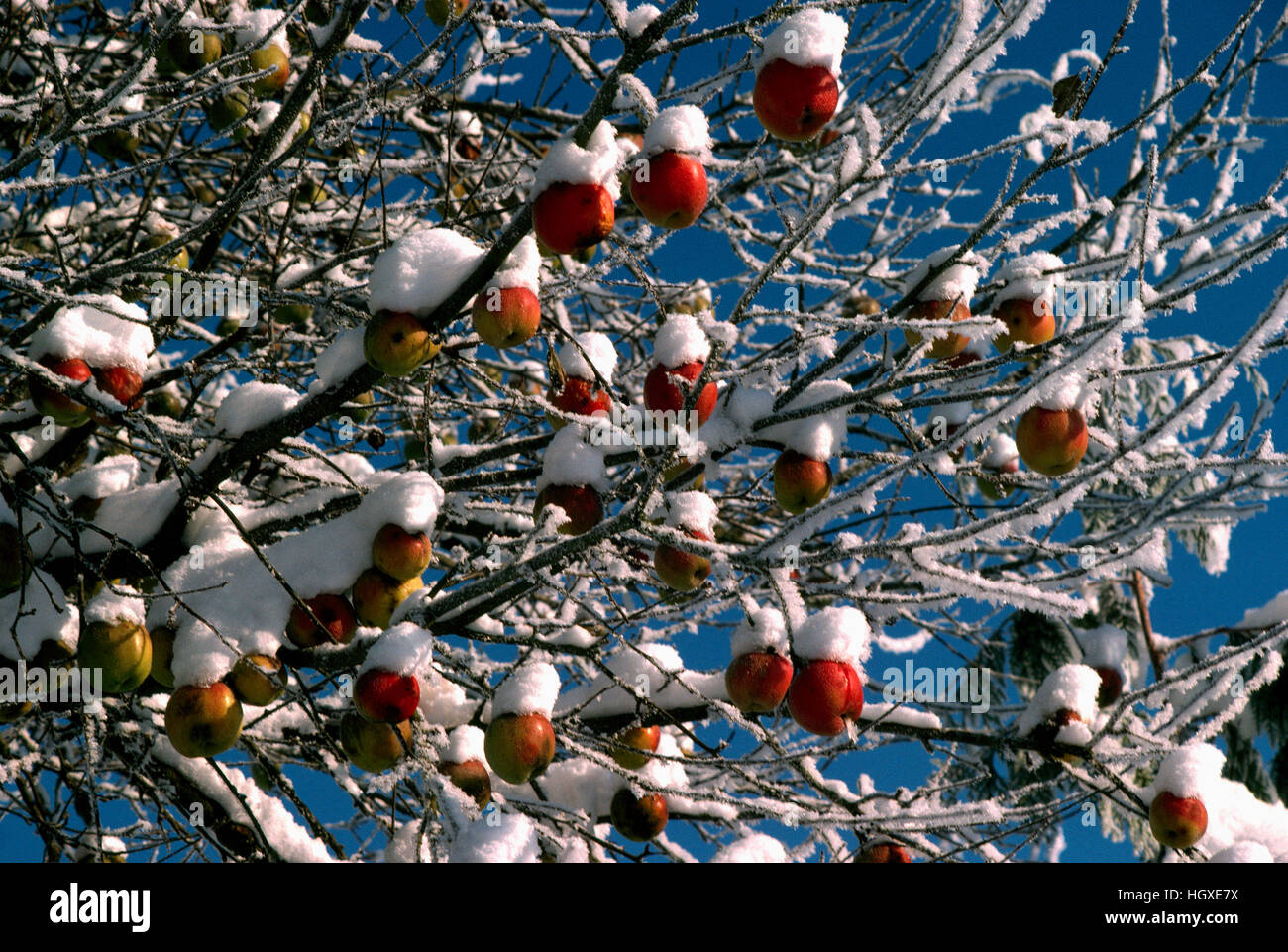 Congelati e coperta di neve mele appeso su Orchard Melo, Okanagan Valley, BC, British Columbia, Canada Foto Stock