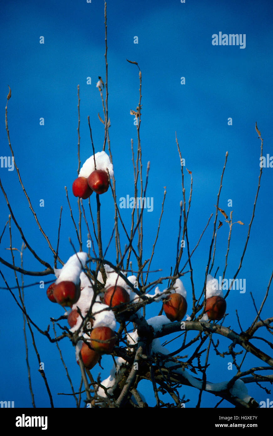 Congelati e coperta di neve mele su Orchard Melo, Okanagan Valley, BC, British Columbia, Canada Foto Stock