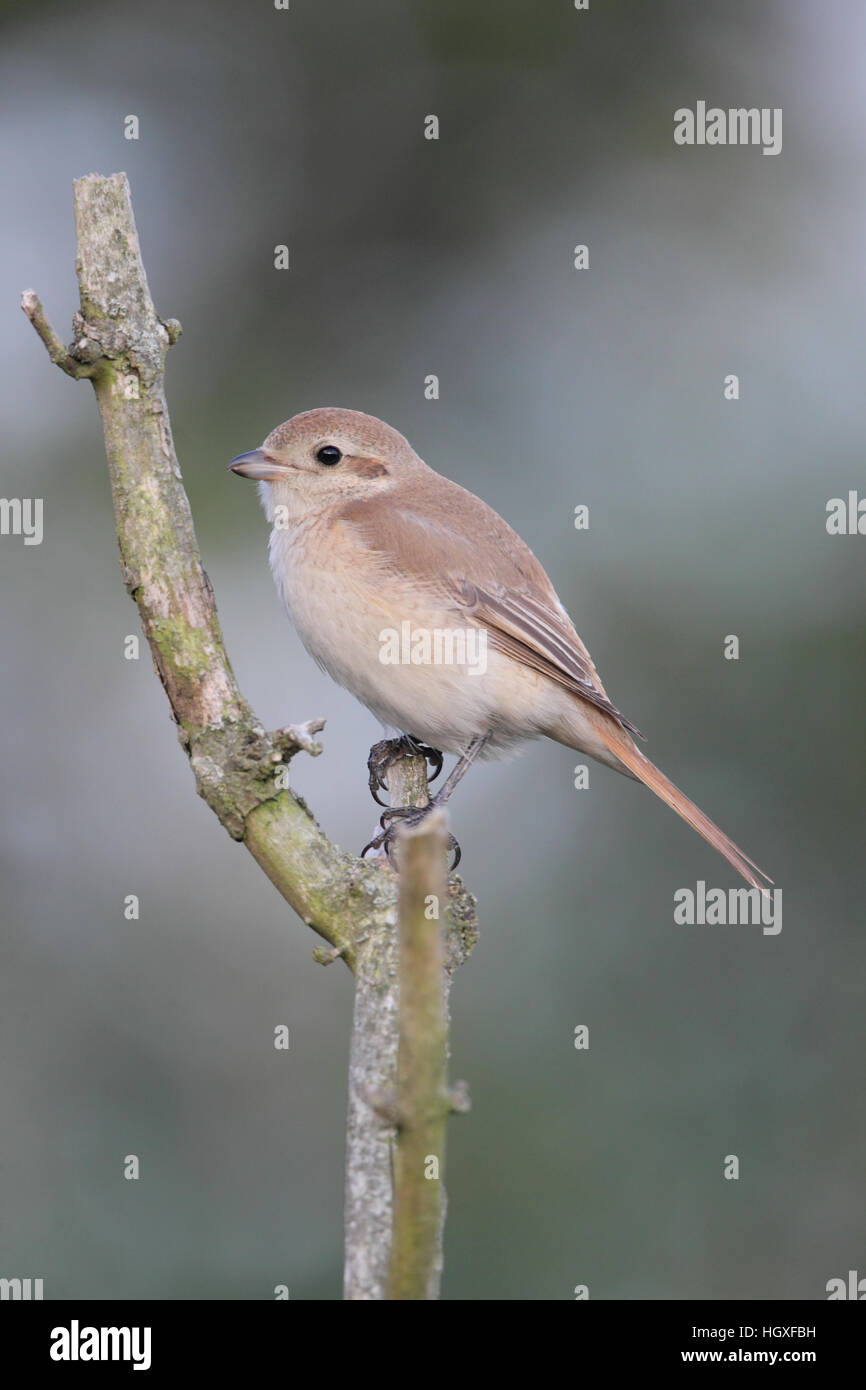 Isabelline Shrike (Lanius isabellinus phoenicuroides), un autunno vagabonda in Gran Bretagna, contro uno sfondo grigio Foto Stock