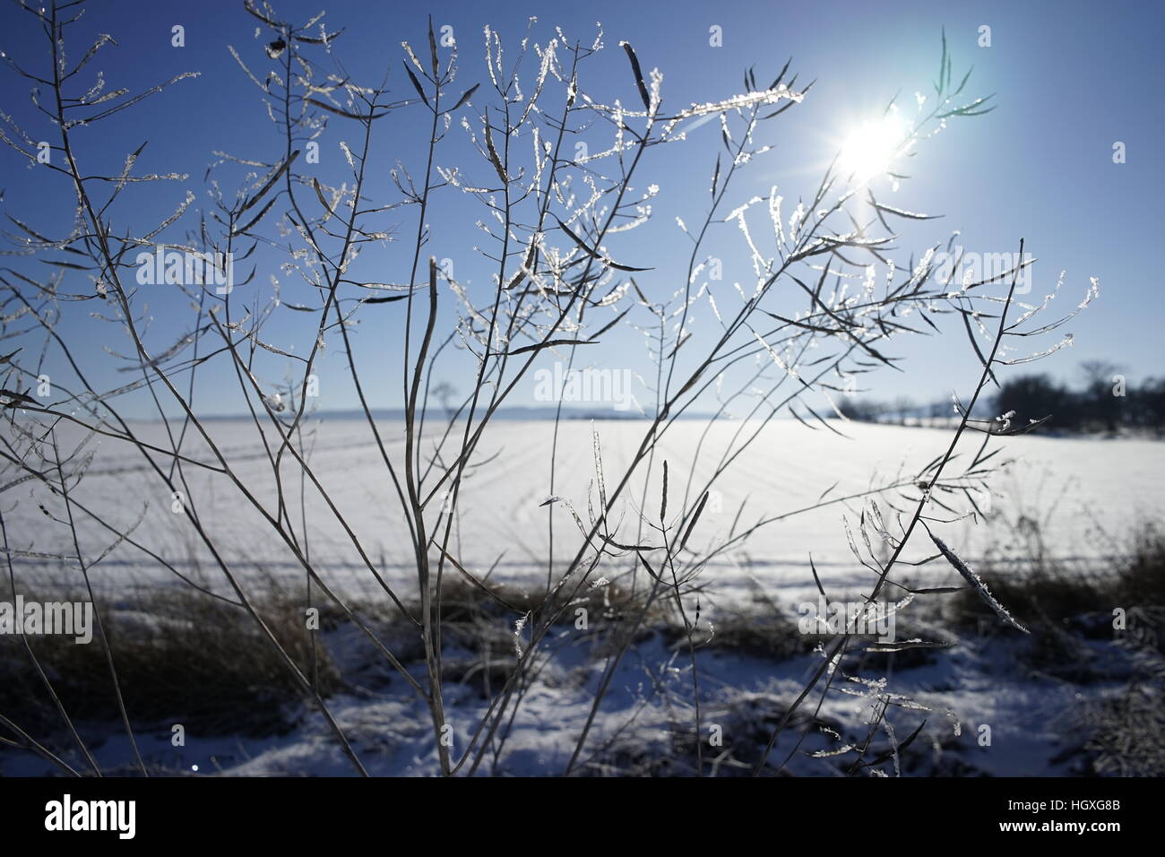 Piante congelate in inverno Foto Stock
