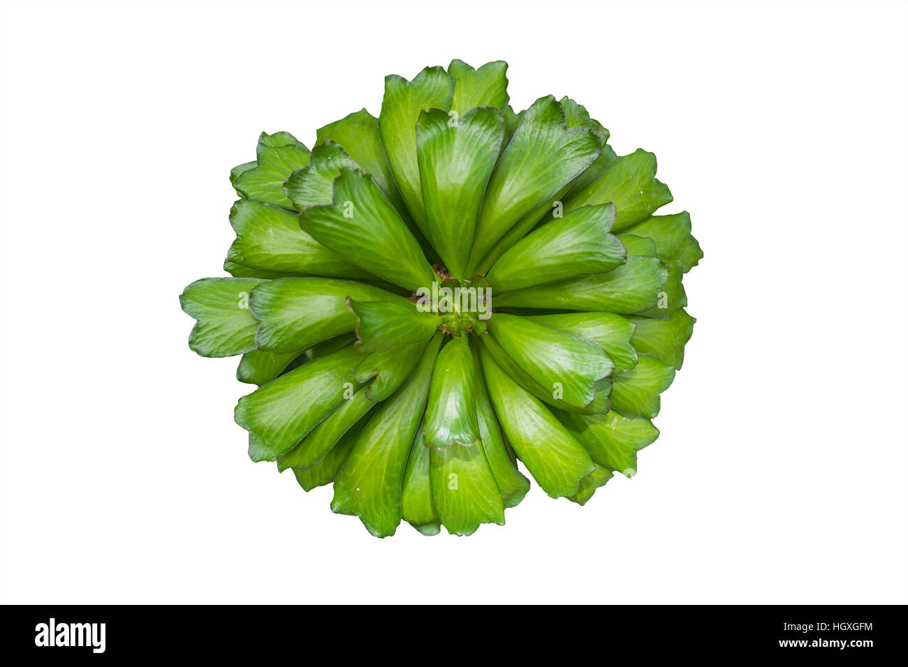 Cactus verde isolato, foglia verde pianta vista dall'alto su bianco, Euphorbiaceae, Euphorbia antiquorum Foto Stock