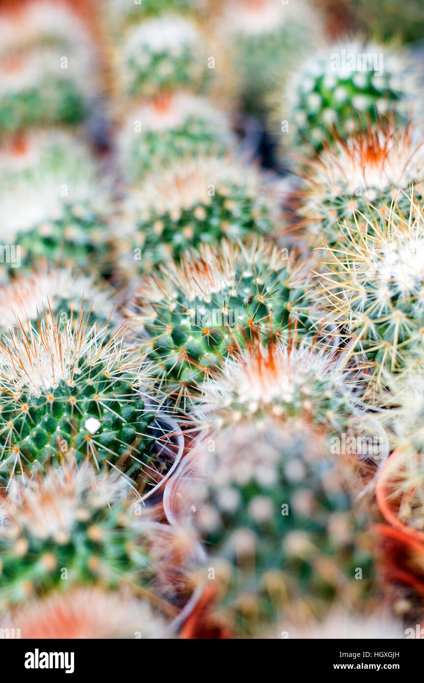 Cactus sulla vendita, concubina Lane, Ipoh, Perak, Malaysia Foto Stock