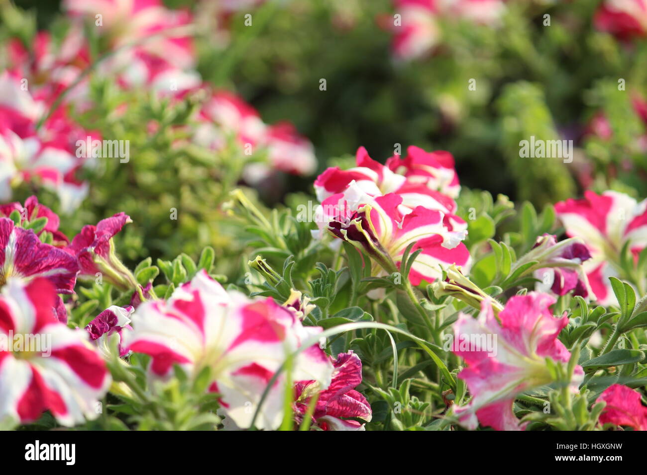Flower Garden scenario aventi diversi fiori che mostra. Foto Stock
