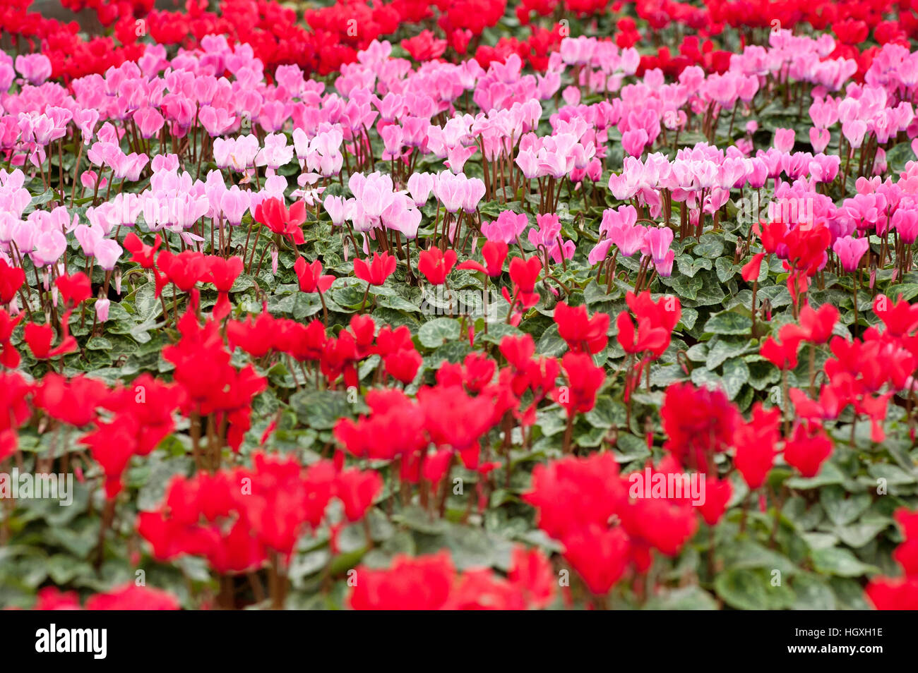Vista del raccolto di fioritura rosso e rosa cyclamens - coltivazione di fiori Foto Stock