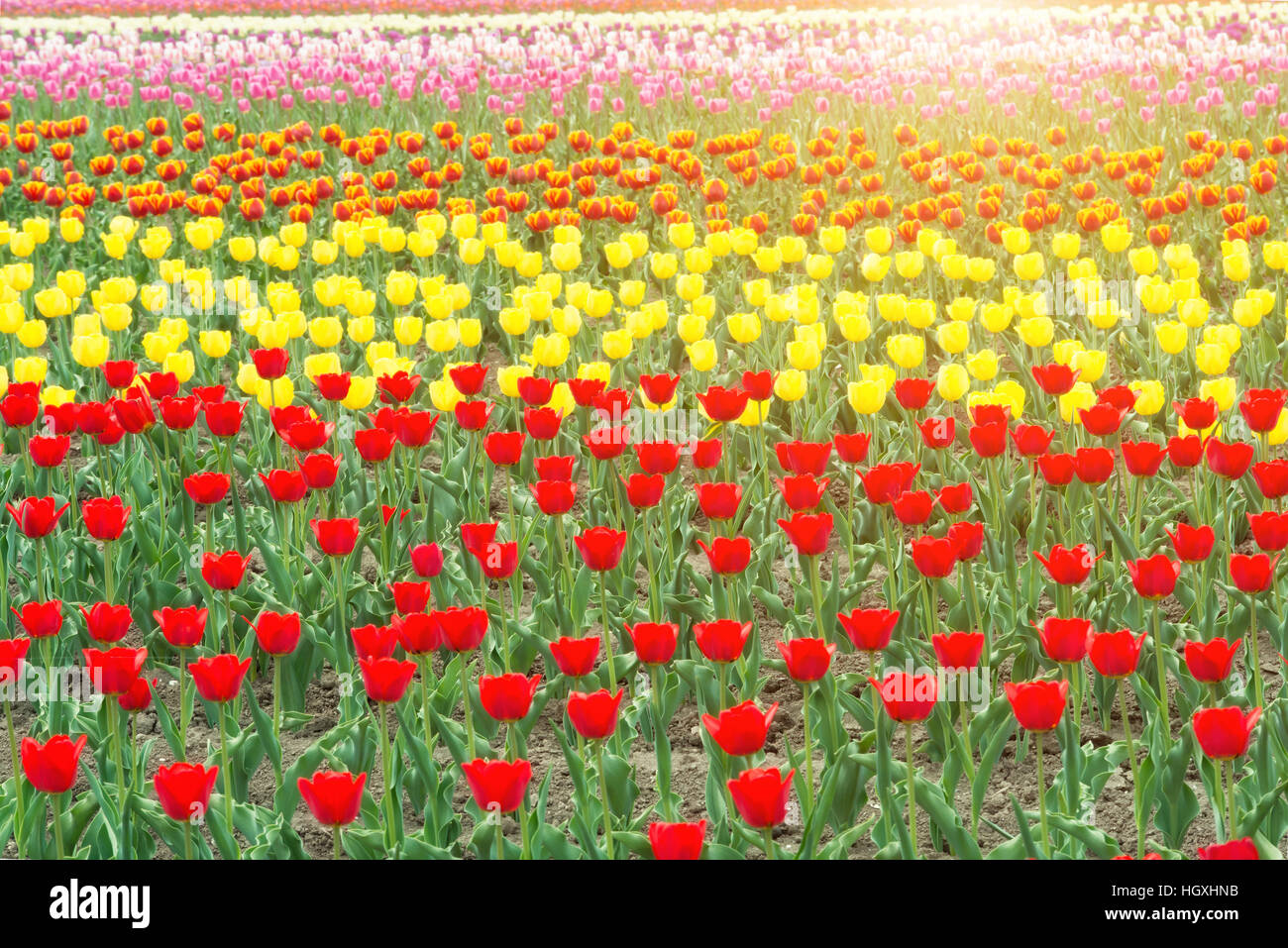 Tulipani colorati che fiorisce in primavera nel giardino a Paesi Bassi. Foto Stock