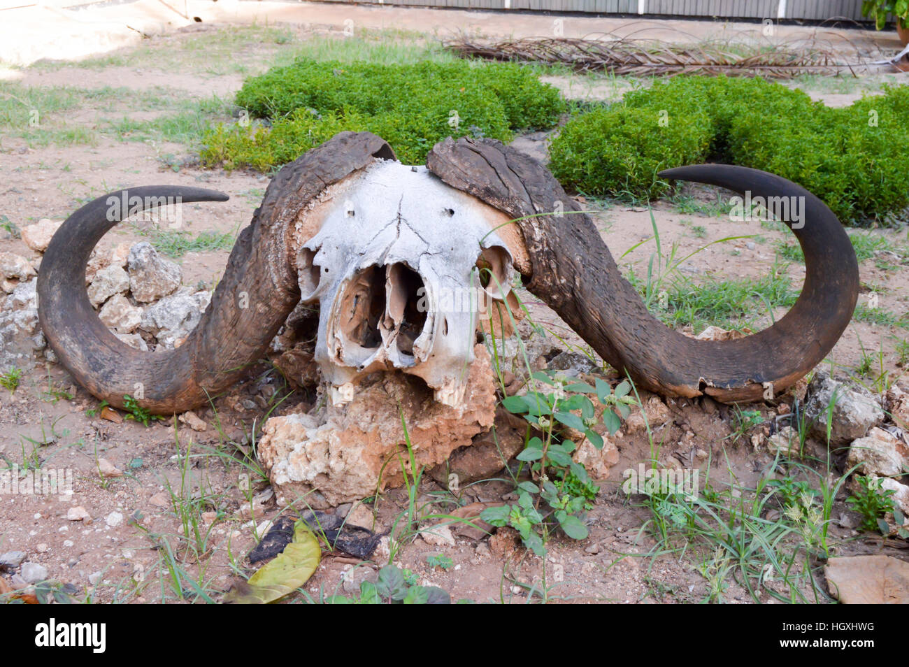 Il teschio di bufalo in posa su una pietra sul terreno nel parco di Tsavo Est Foto Stock