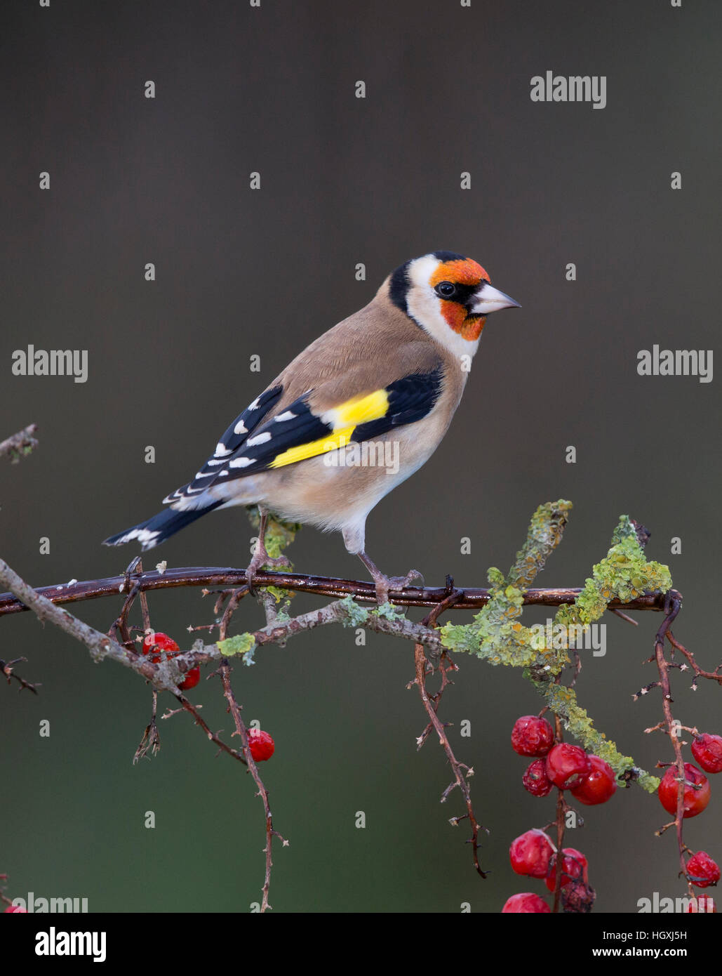 Cardellino, Carduelis carduelis, su un ramo con frutti di bosco Foto Stock