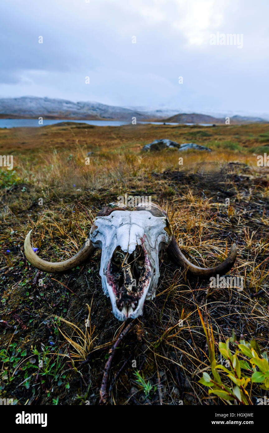 L'osso sbiancato e le corna di un muschio teschio di bue in appoggio su di un ventoso tundra. Foto Stock